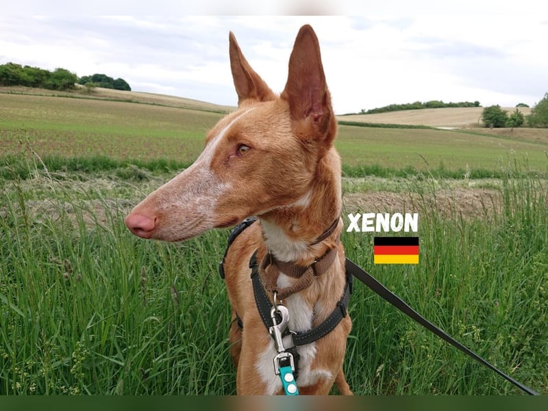 Xenon,geb.08/23,lieber Podenco sucht seine Familie,bereits in DE auf Pflegestelle in 86685 Huisheim