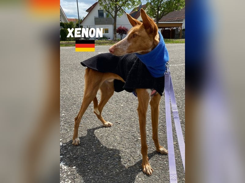Xenon,geb.08/23,lieber Podenco sucht seine Familie,bereits in DE auf Pflegestelle in 86685 Huisheim