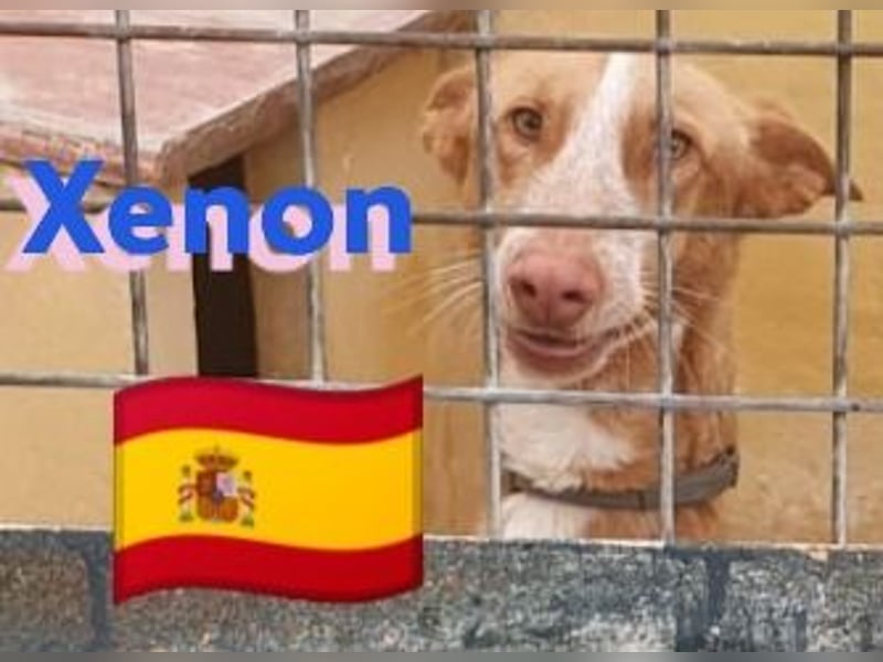 Xenon, geb.08/23, - fröhlicher,sozialer Podenco sucht seine Menschen