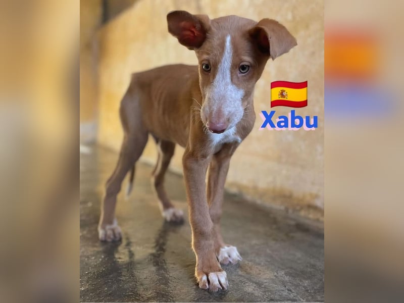 Xabu,geb.08/23,hübscher Podenco Bub sucht seine Familie,bereits auf PS in 56593 Pleckhausen