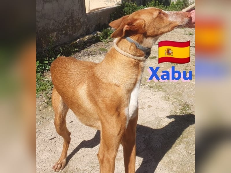 Xabu,geb.08/23,hübscher Podenco Bub sucht seine Familie,bereits auf PS in 56593 Pleckhausen