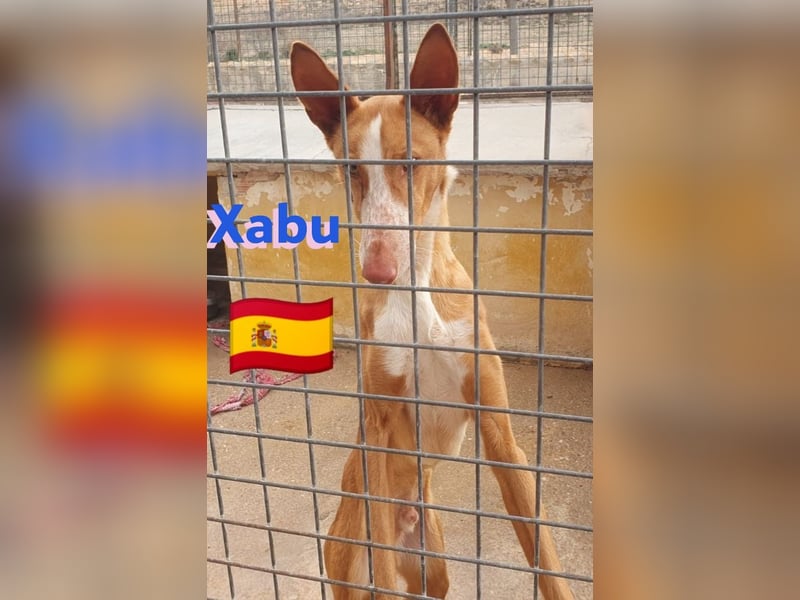 Xabu,geb.08/23,hübscher Podenco Bub sucht seine Familie,bereits auf PS in 56593 Pleckhausen