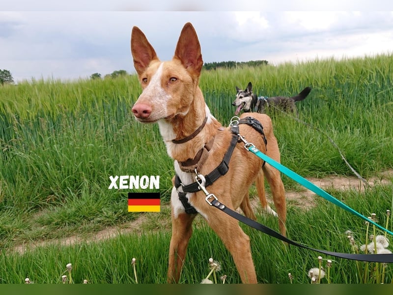 Xenon,geb.08/23,lieber Podenco sucht seine Familie,bereits in DE auf Pflegestelle in 86685 Huisheim