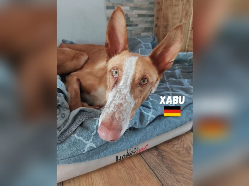 Xenon,geb.08/23,lieber Podenco sucht seine Familie,bereits auf Pflegestelle in Deutschland