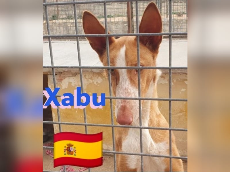 Xabu,geb.08/23,hübscher Podenco Bub sucht seine Familie,bereits auf PS in 56593 Pleckhausen