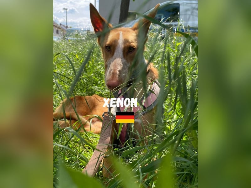 Xenon,geb.08/23,lieber Podenco sucht seine Familie,bereits in DE auf Pflegestelle in 86685 Huisheim