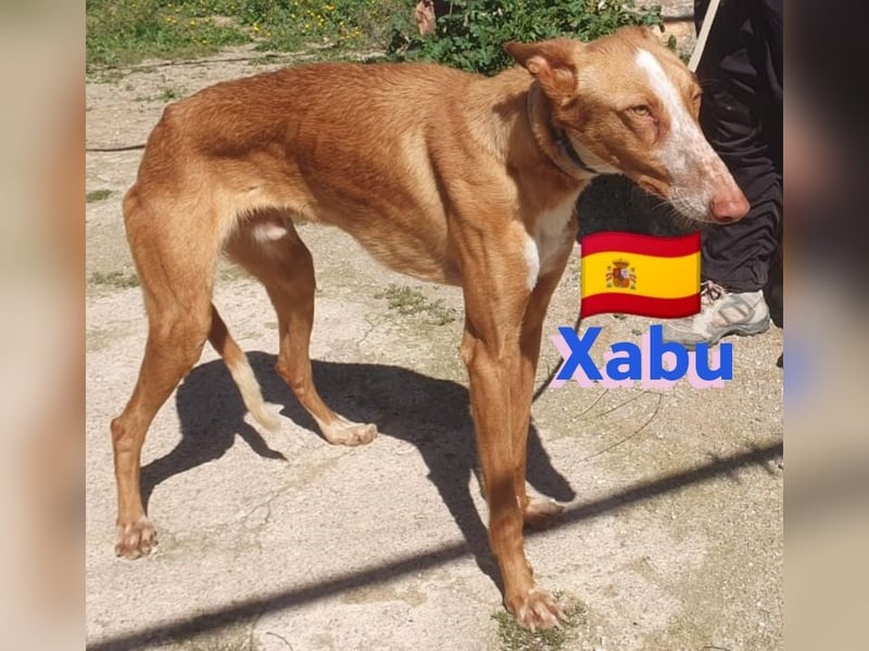 Xabu,geb.08/23,hübscher Podenco Bub sucht seine Familie,bereits auf PS in 56593 Pleckhausen