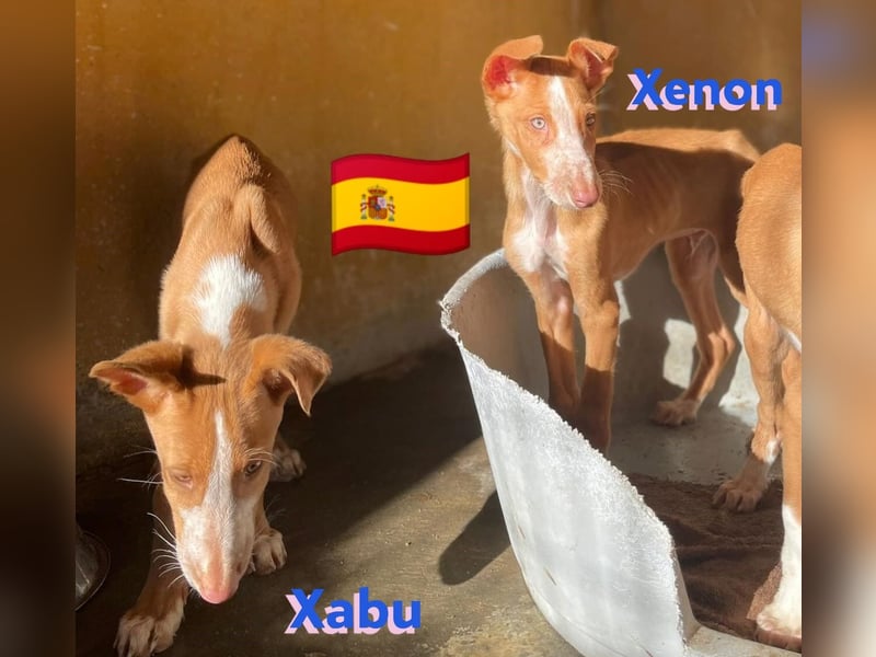 Xenon, geb.08/23, - fröhlicher,sozialer Podenco sucht seine Menschen