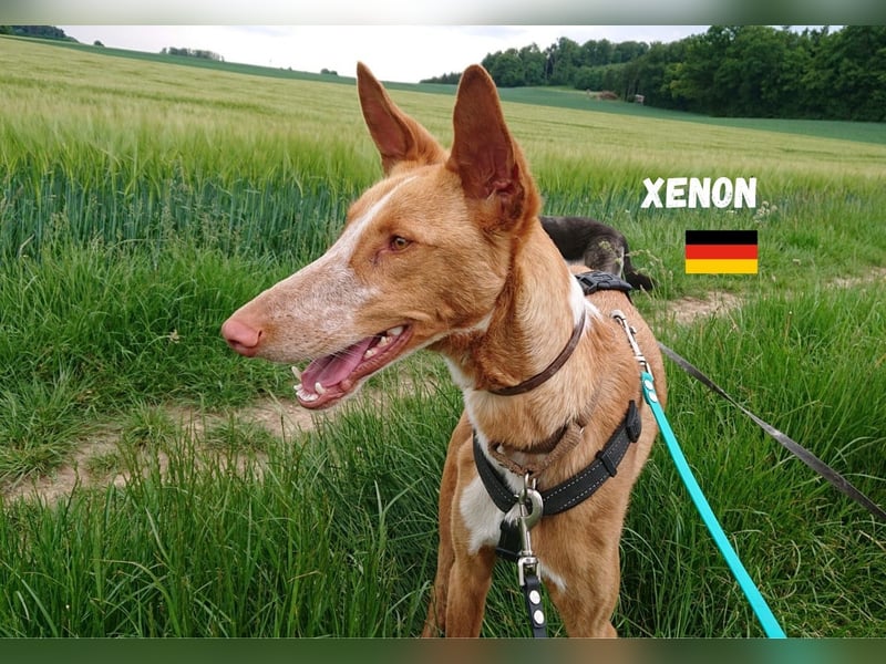 Xenon,geb.08/23,lieber Podenco sucht seine Familie,bereits in DE auf Pflegestelle in 86685 Huisheim
