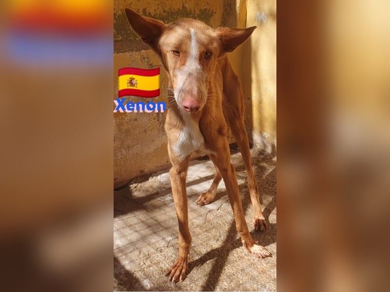 Xenon, geb.08/23, - fröhlicher,sozialer Podenco sucht seine Menschen
