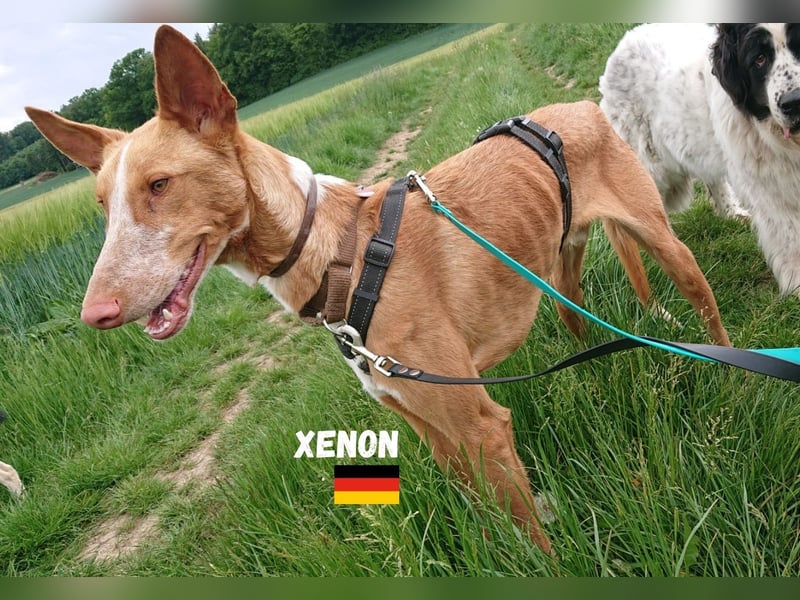 Xenon,geb.08/23,lieber Podenco sucht seine Familie,bereits in DE auf Pflegestelle in 86685 Huisheim