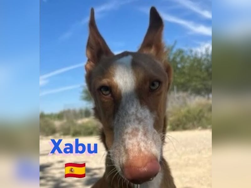 Xabu,geb.08/23,hübscher Podenco Bub sucht seine Familie,bereits auf PS in 56593 Pleckhausen