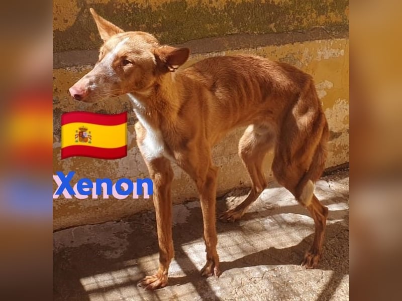 Xenon, geb.08/23, - fröhlicher,sozialer Podenco sucht seine Menschen