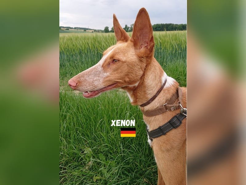 Xenon,geb.08/23,lieber Podenco sucht seine Familie,bereits in DE auf Pflegestelle in 86685 Huisheim