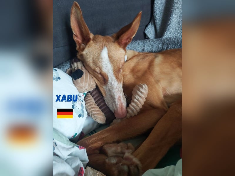 Xenon,geb.08/23,lieber Podenco sucht seine Familie,bereits auf Pflegestelle in Deutschland