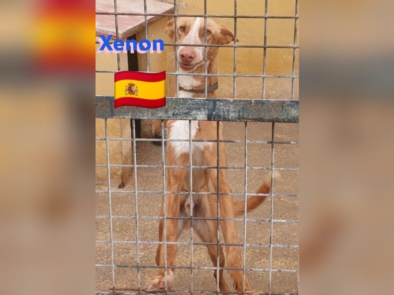 Xenon, geb.08/23, - fröhlicher,sozialer Podenco sucht seine Menschen