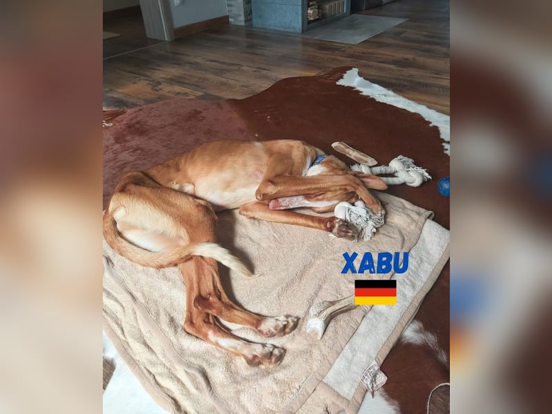 Xenon,geb.08/23,lieber Podenco sucht seine Familie,bereits auf Pflegestelle in Deutschland