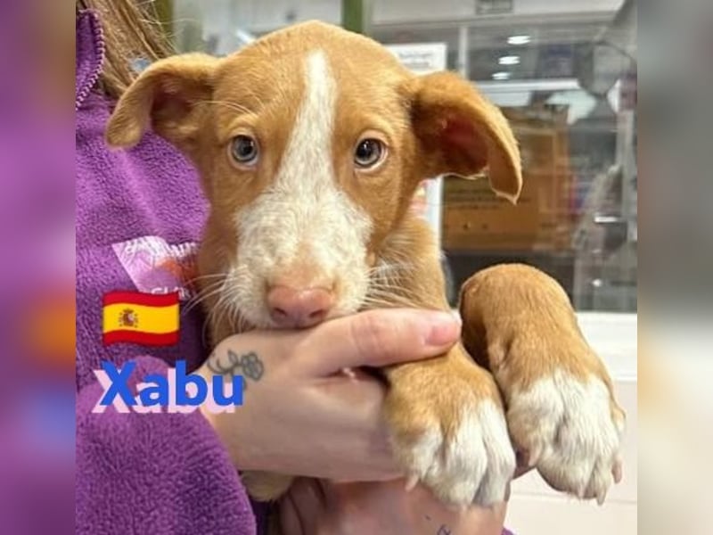 Xabu,geb.08/23,hübscher Podenco Bub sucht seine Familie,bereits auf PS in 56593 Pleckhausen