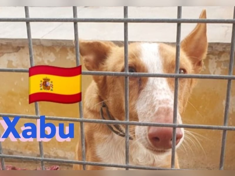 Xabu,geb.08/23,hübscher Podenco Bub sucht seine Familie,bereits auf PS in 56593 Pleckhausen