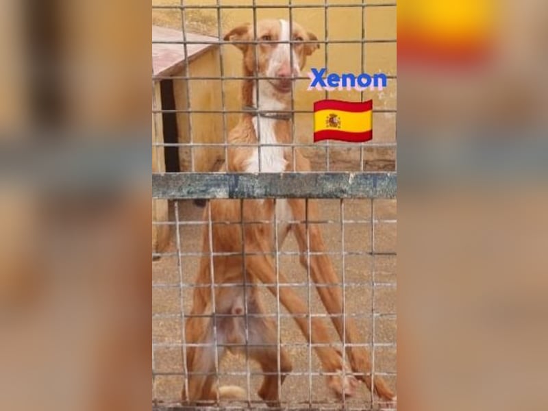 Xenon, geb.08/23, - fröhlicher,sozialer Podenco sucht seine Menschen
