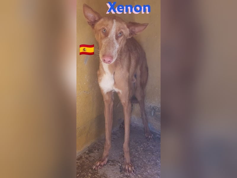 Xenon, geb.08/23, - fröhlicher,sozialer Podenco sucht seine Menschen
