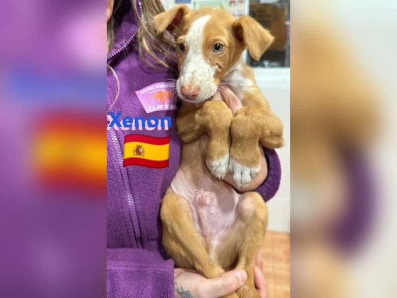 Xenon, geb.08/23, - fröhlicher,sozialer Podenco sucht seine Menschen