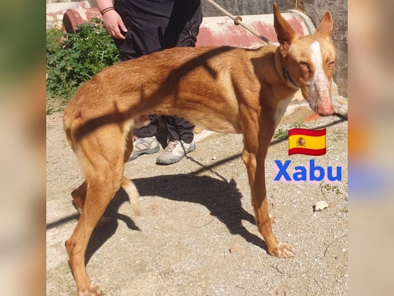Xabu,geb.08/23,hübscher Podenco Bub sucht seine Familie,bereits auf PS in 56593 Pleckhausen