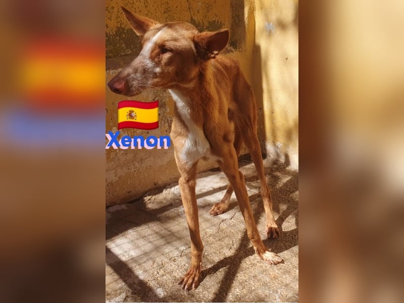 Xenon, geb.08/23, - fröhlicher,sozialer Podenco sucht seine Menschen