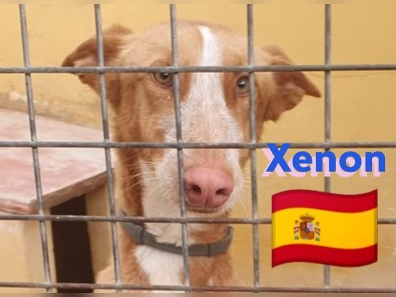 Xenon, geb.08/23, - fröhlicher,sozialer Podenco sucht seine Menschen
