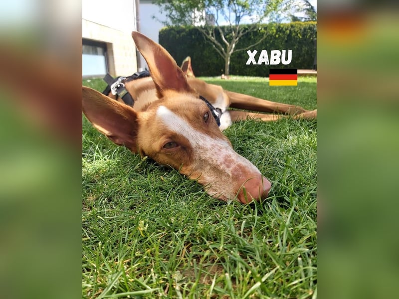 Xenon,geb.08/23,lieber Podenco sucht seine Familie,bereits auf Pflegestelle in Deutschland