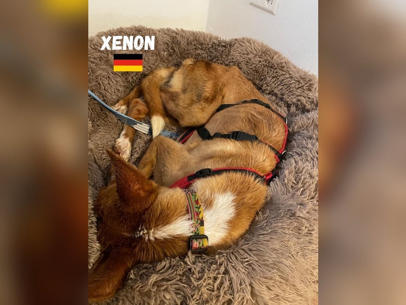 Xenon,geb.08/23,lieber Podencorüde sucht seine Familie