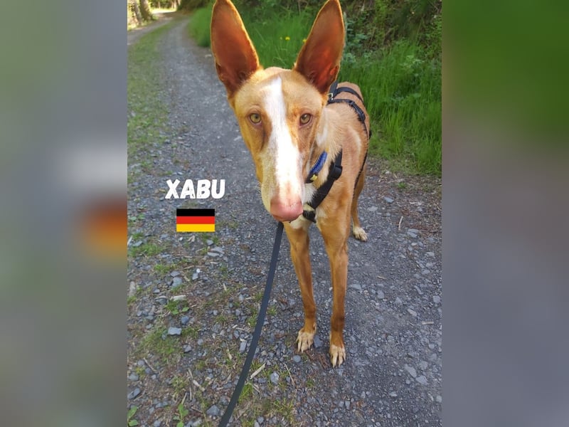 Xenon,geb.08/23,lieber Podenco sucht seine Familie,bereits auf Pflegestelle in Deutschland