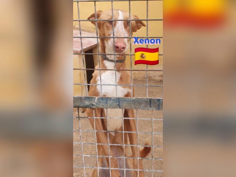 Xenon, geb.08/23, - fröhlicher,sozialer Podenco sucht seine Menschen