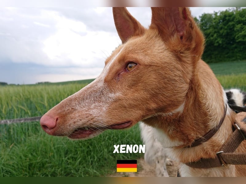 Xenon,geb.08/23,lieber Podenco sucht seine Familie,bereits in DE auf Pflegestelle in 86685 Huisheim