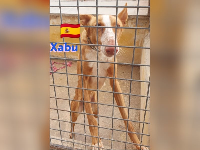 Xabu,geb.08/23,hübscher Podenco Bub sucht seine Familie,bereits auf PS in 56593 Pleckhausen