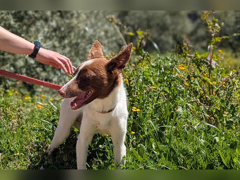 Xisco(PA)  Wunderschöner und sanftmütiger junger Bube