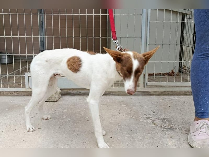 Xisco(PA)  Wunderschöner und sanftmütiger junger Bube