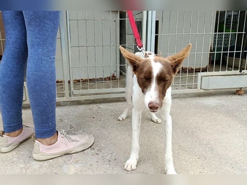 Xisco(PA)  Wunderschöner und sanftmütiger junger Bube