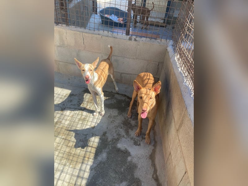 PRINCE sucht sein Königreich