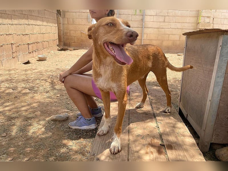 Filemon - ein freundlicher Kerl sucht einen Korb !