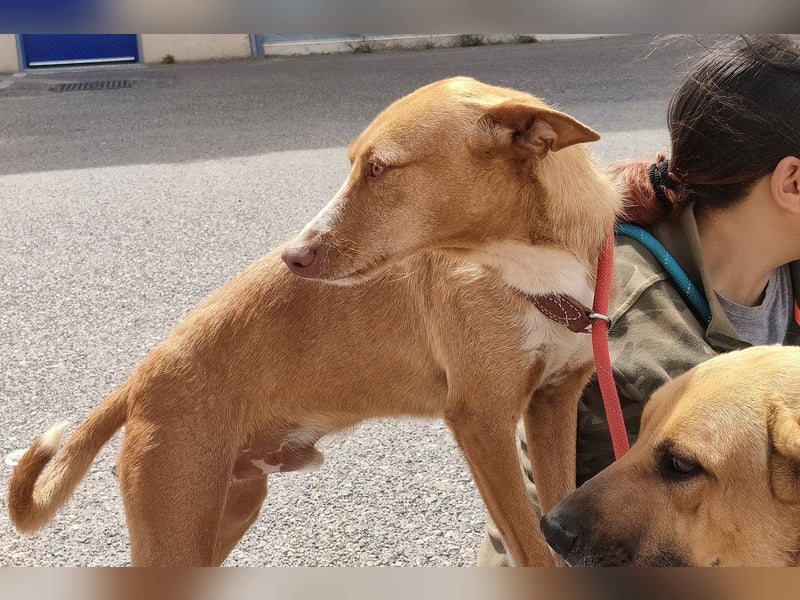 Filemon - ein freundlicher Kerl sucht einen Korb !