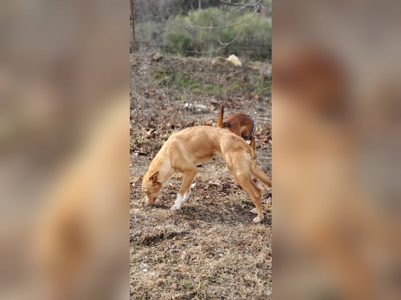 Coyote, er wurde immer übersehen