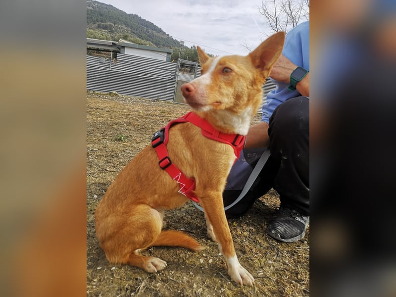 Coyote, er wurde immer übersehen