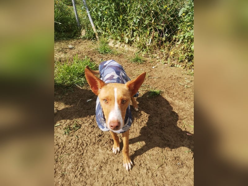 Casper, freundlich und verspielt