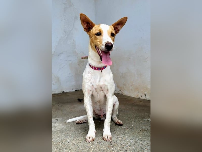 Suki sucht Seine Herzensmenschen