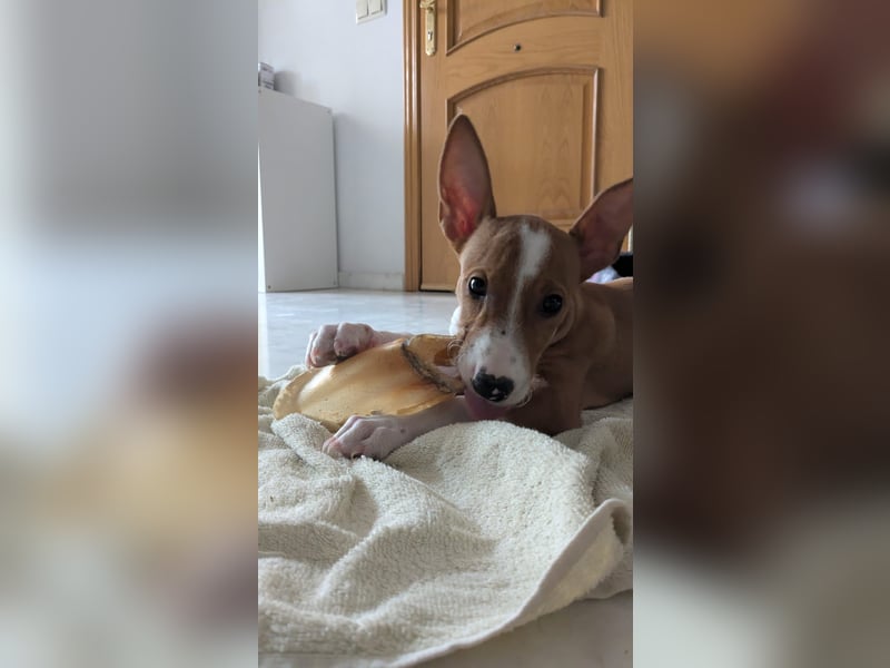 Kukin, ein freundlicher kleiner Kerl