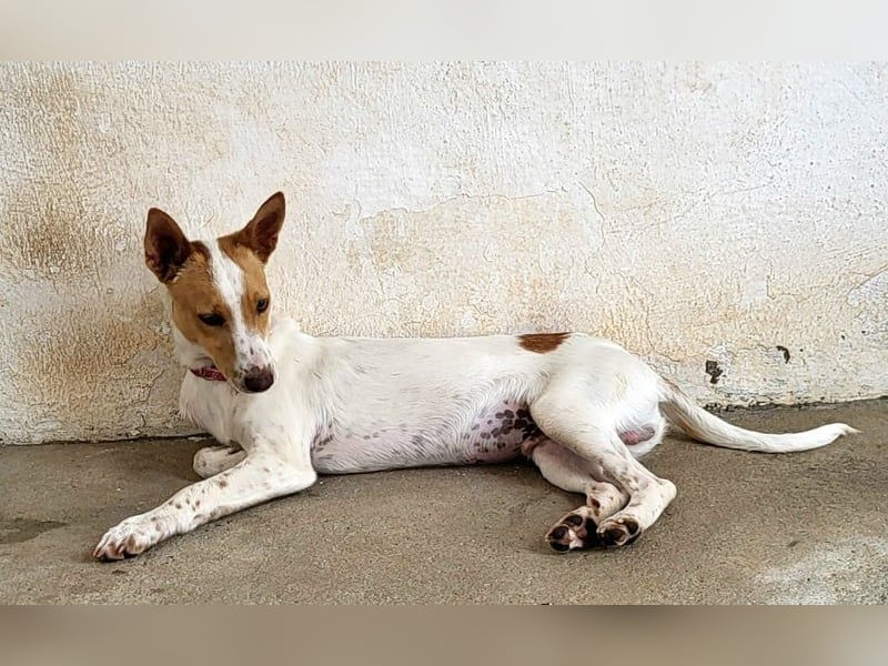 Suki sucht Seine Herzensmenschen