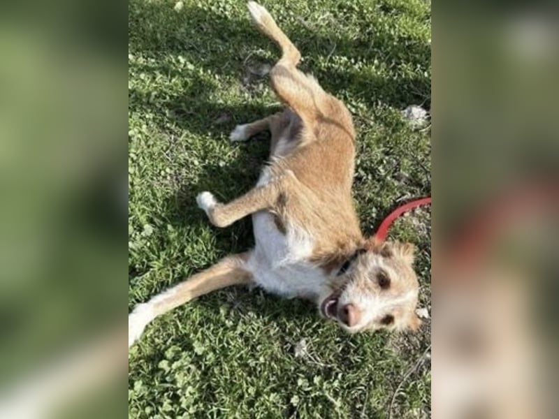 Biscuit, ein freundlicher Bube