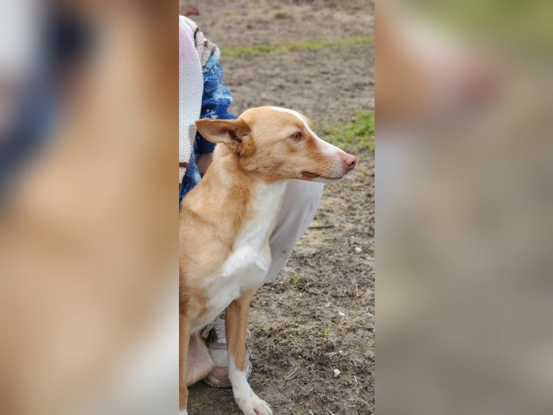 Coyote, er wurde immer übersehen
