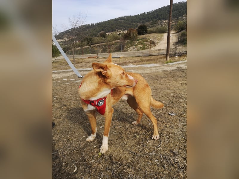 Coyote, er wurde immer übersehen